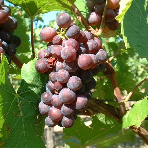 Vitis vinifera 'Jubilee' - Harilik viinapuu 'Jubilee' 